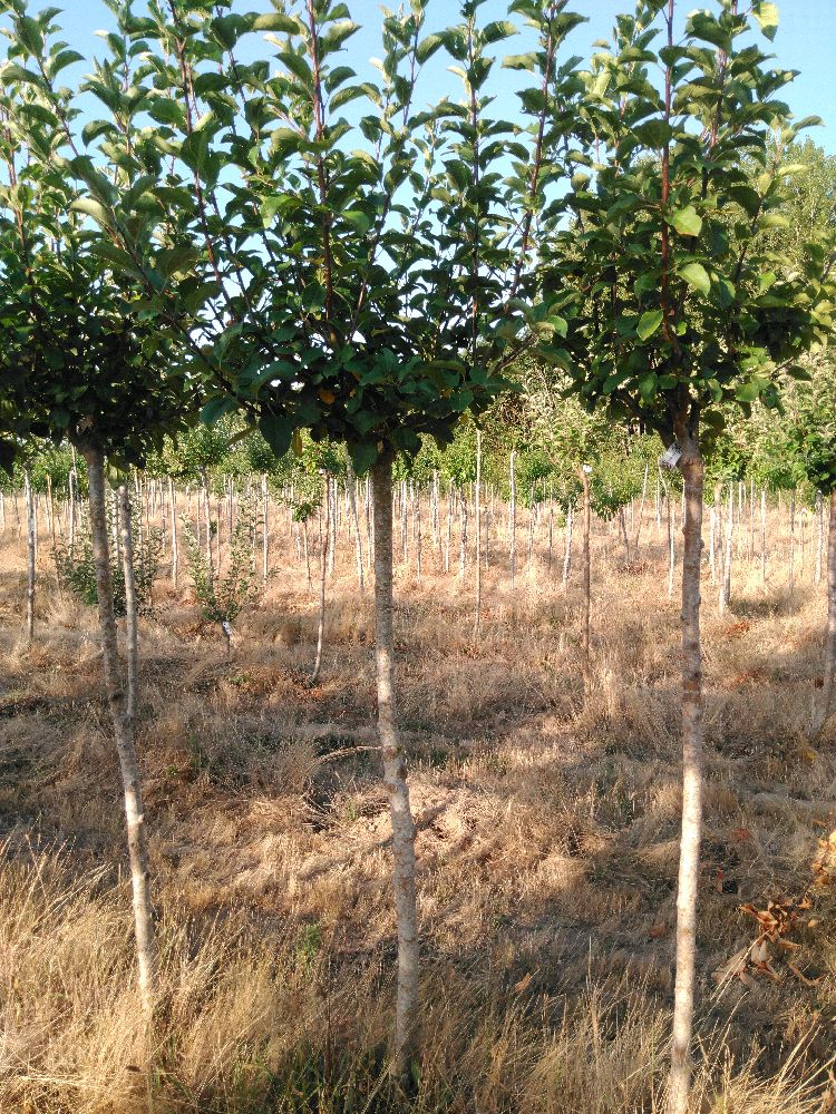 Pommier - Jolibois - Tige Demi - Force 2 - Tronc coudé