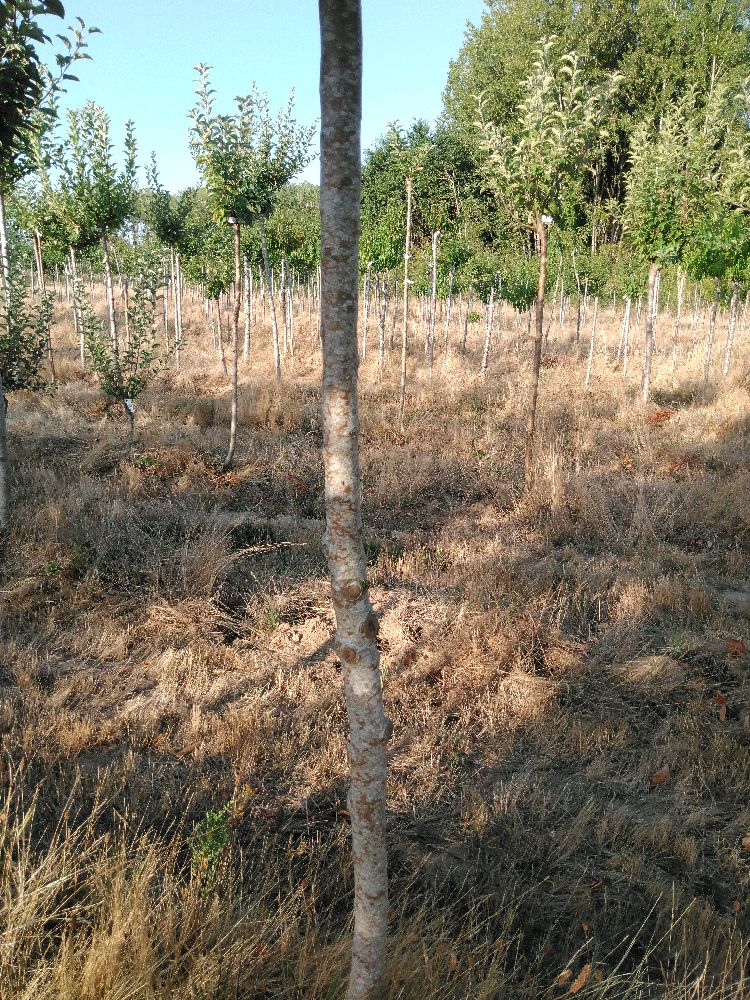 Pommier - Jolibois - Tige Demi - Force 2 - Tronc coudé