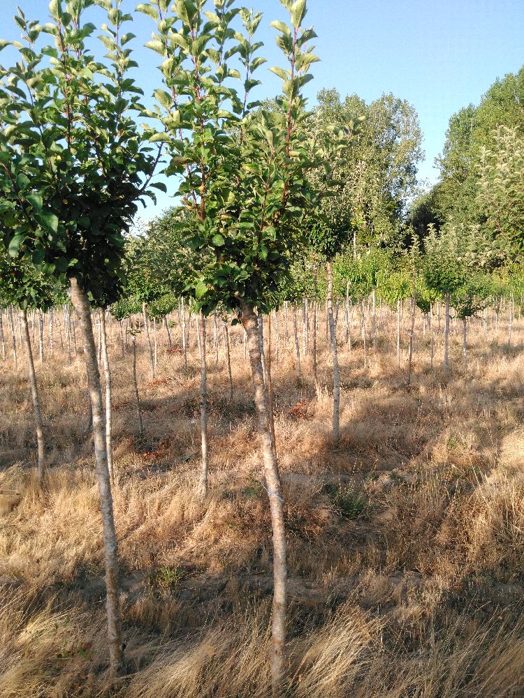 Pommier - Jolibois - Tige Demi - Force 2 - Tête déséquilibrée