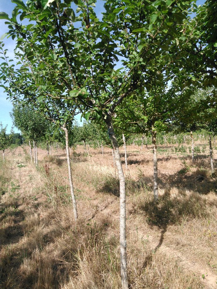 Pommier - Jolibois - Tige Demi - Force 2 - Penché