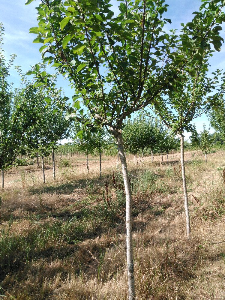 Pommier - Jolibois - Tige Demi - Force 2 - Penché