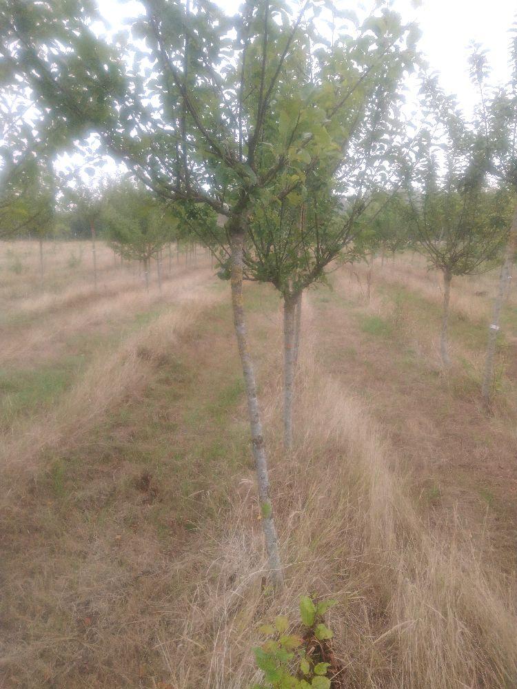 Pommier - Jolibois - Tige Demi - Force 1 - Penché