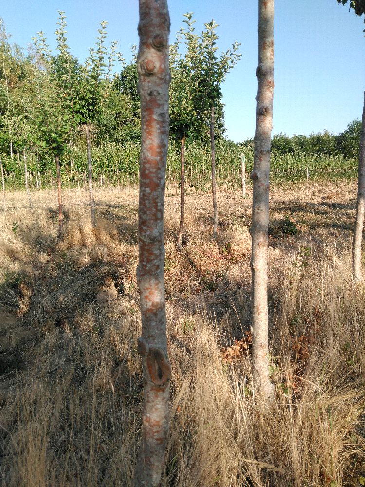 Pommier - Jolibois - Tige Quart - Force 2 - Tronc coudé