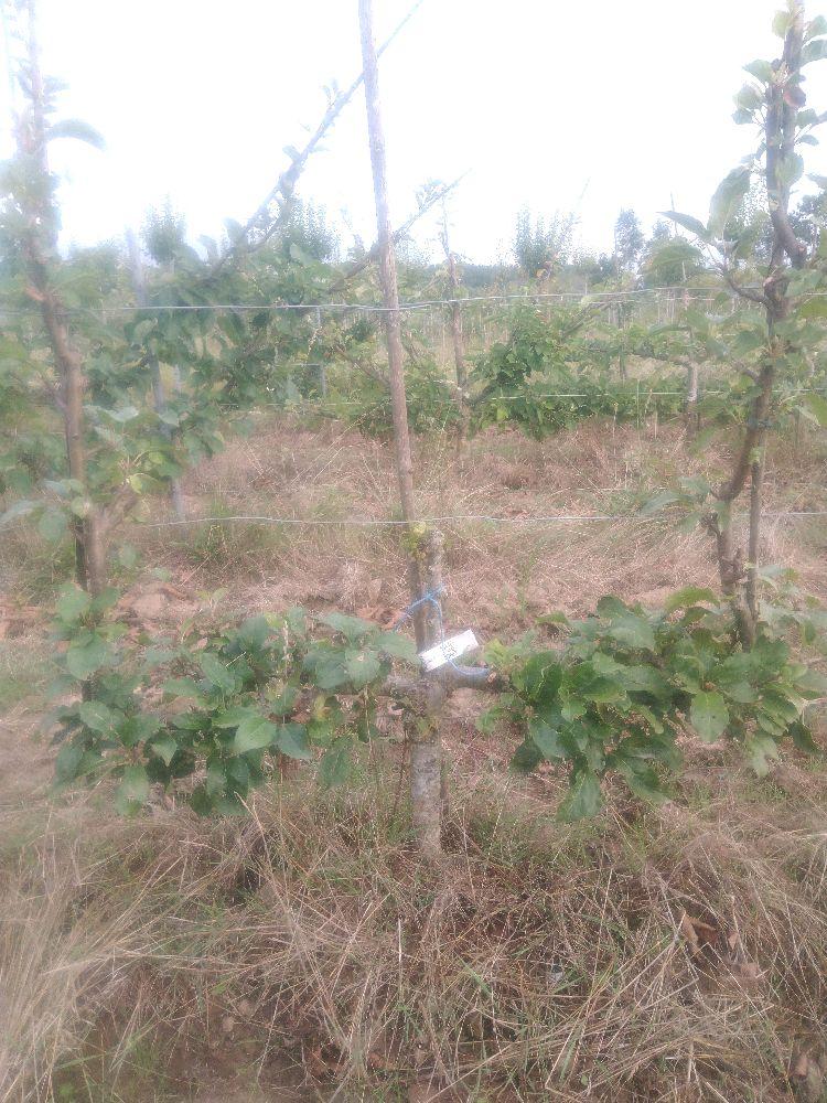 Pommier - Jolibois - Verrier 4 Bras - Force 2 - Autre