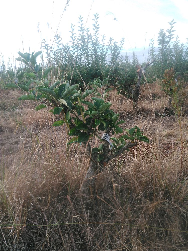 Pommier - Jonagold - Buisson - Force 1 - Tête déséquilibrée