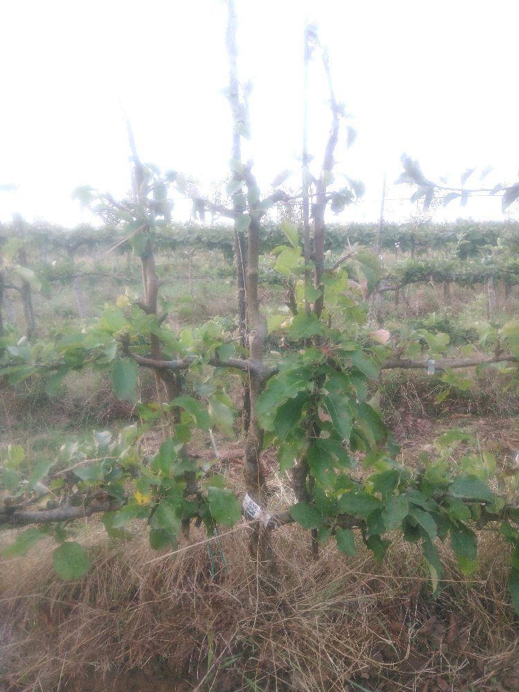 Pommier - Jonagold - Cordon 2 Etages - Force 2 - Autre