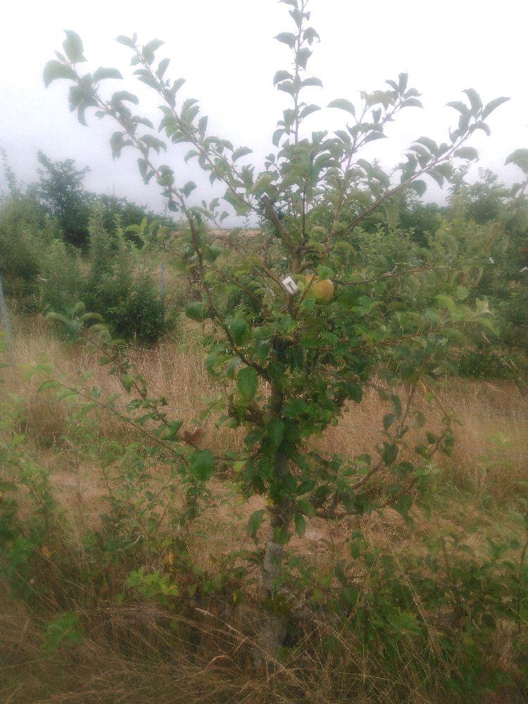 Pommier - Jonagold - Cordon 2 Etages - Force 4 - Autre