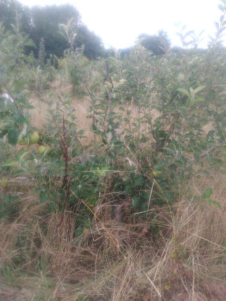 Pommier - Jonagold - Palmette A La Diable - Force 4 - Autre