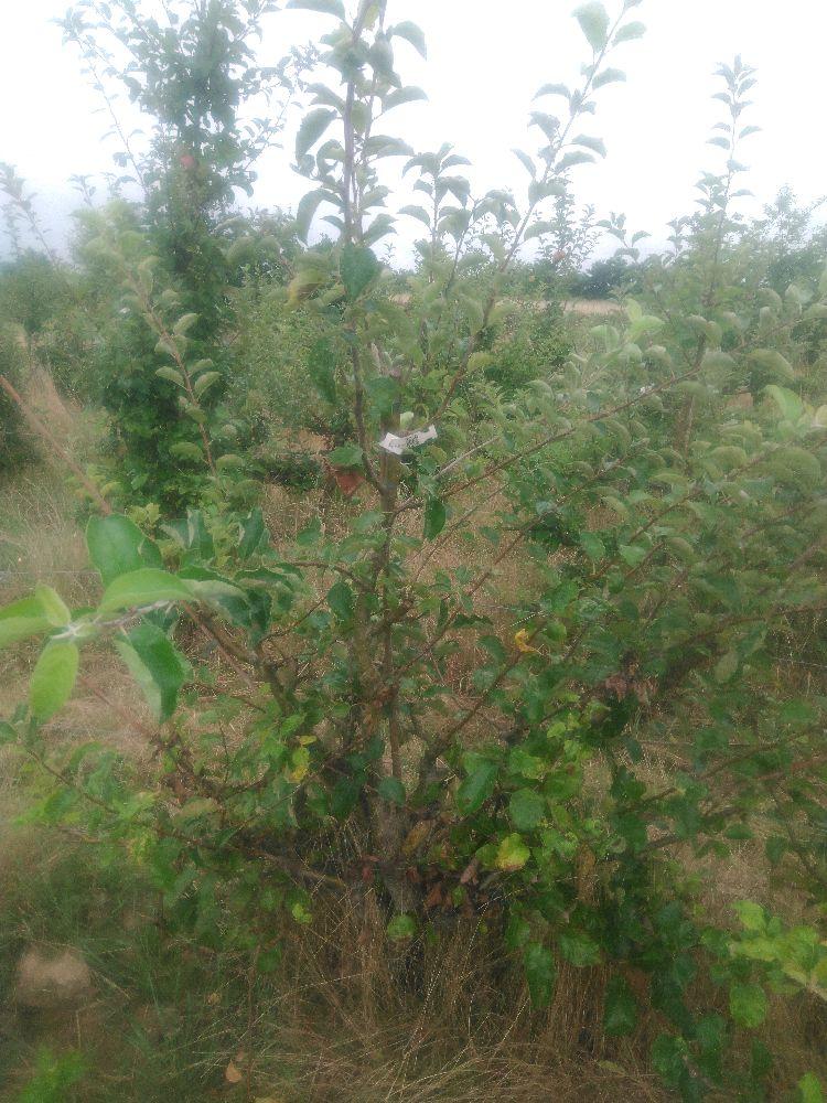 Pommier - Jonagold - Palmette A La Diable - Force 3 - Autre