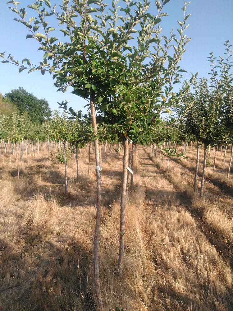 Pommier - Jonagold - Tige Haute - Force 1 - Penché