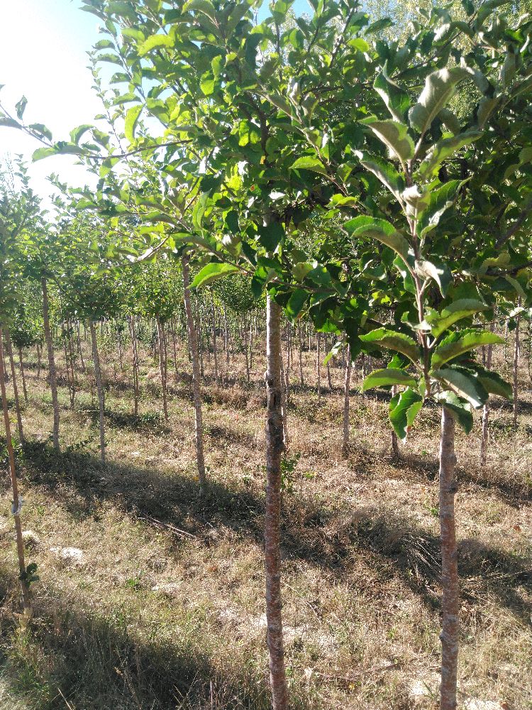 Pommier - Jonagold - Tige Haute - Force 1 - Cicatrice