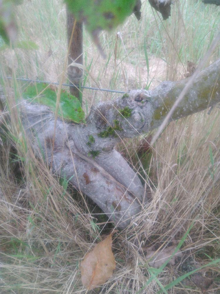 Pommier - Jonagold - U Simple - Force 4 - Cicatrice