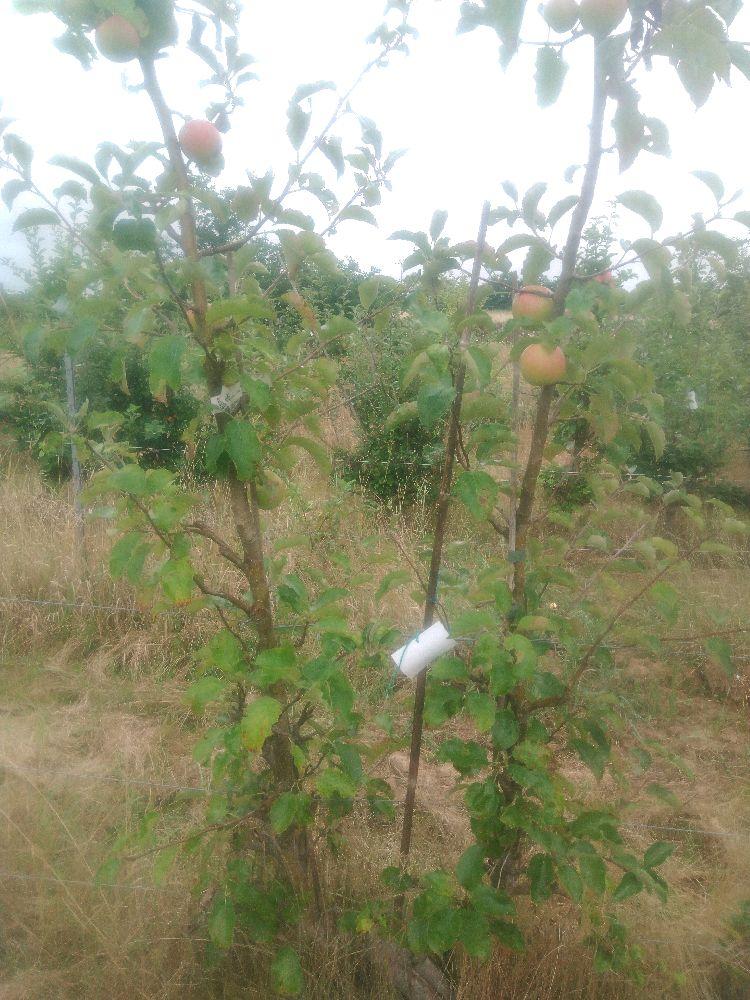 Pommier - Jonagold - U Simple - Force 4 - Cicatrice