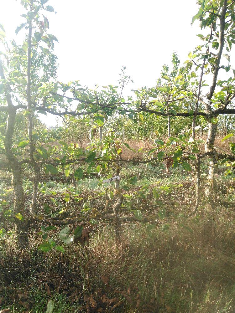 Pommier - Jonagold - Verrier 4 Bras - Force 1 - Tête déséquilibrée