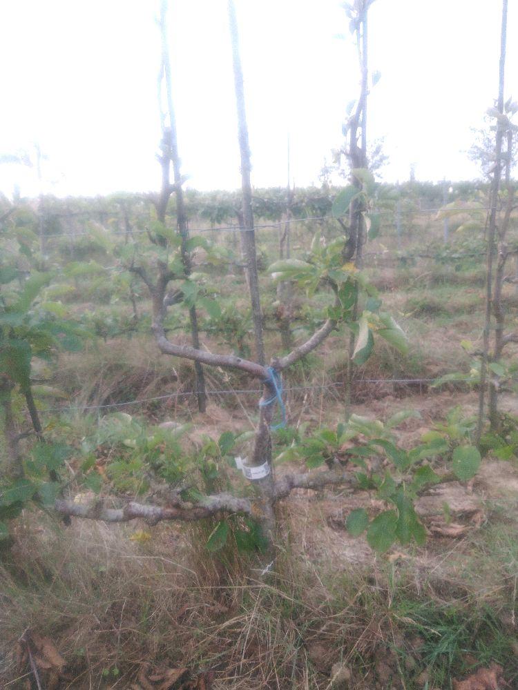 Pommier - Jonagold - Verrier 4 Bras - Force 2 - Autre