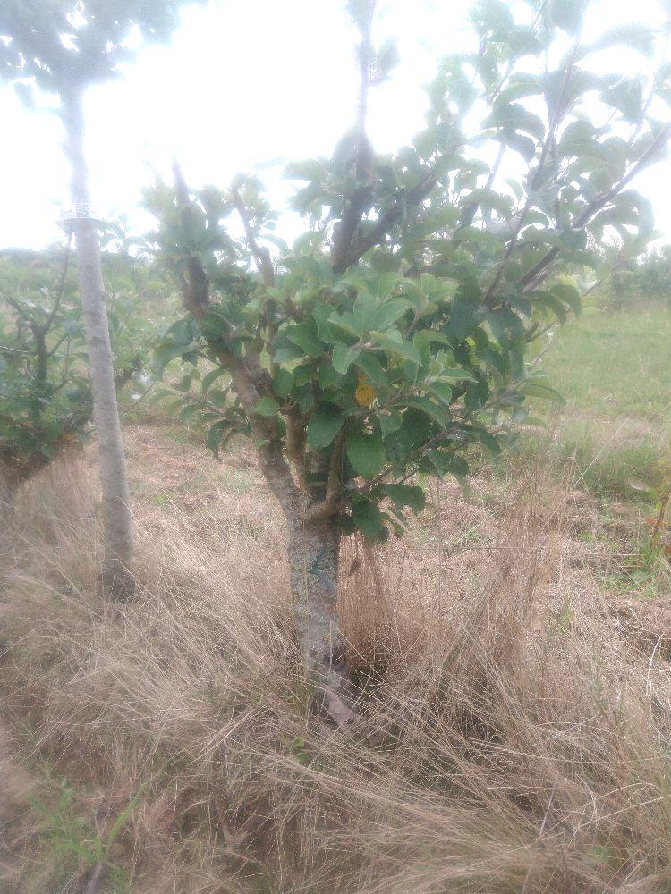 Pommier - Melrose - Buisson - Force 4 -