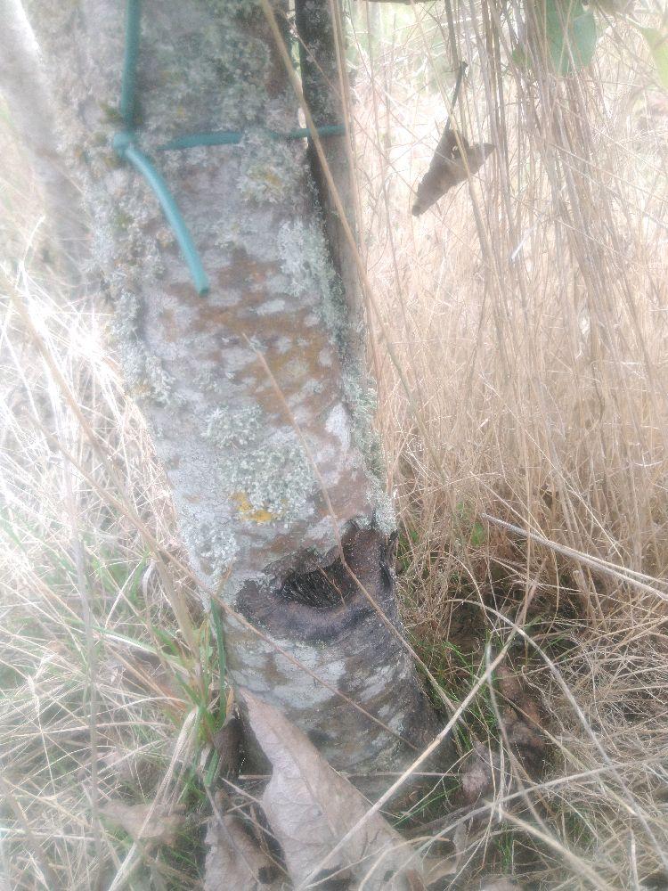 Pommier - Melrose - Buisson - Force 4 -