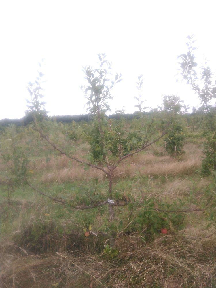 Pommier - Melrose - Cordon 3 Etages - Force 3 - Autre