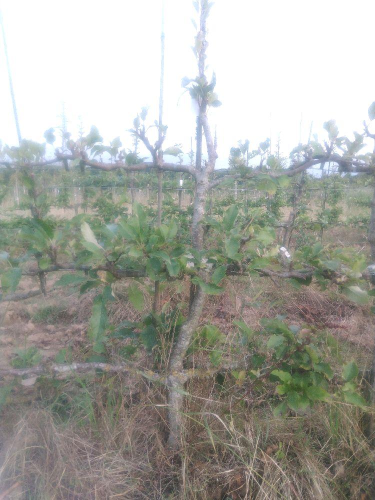 Pommier - Melrose - Cordon 3 Etages - Force 2 - Autre