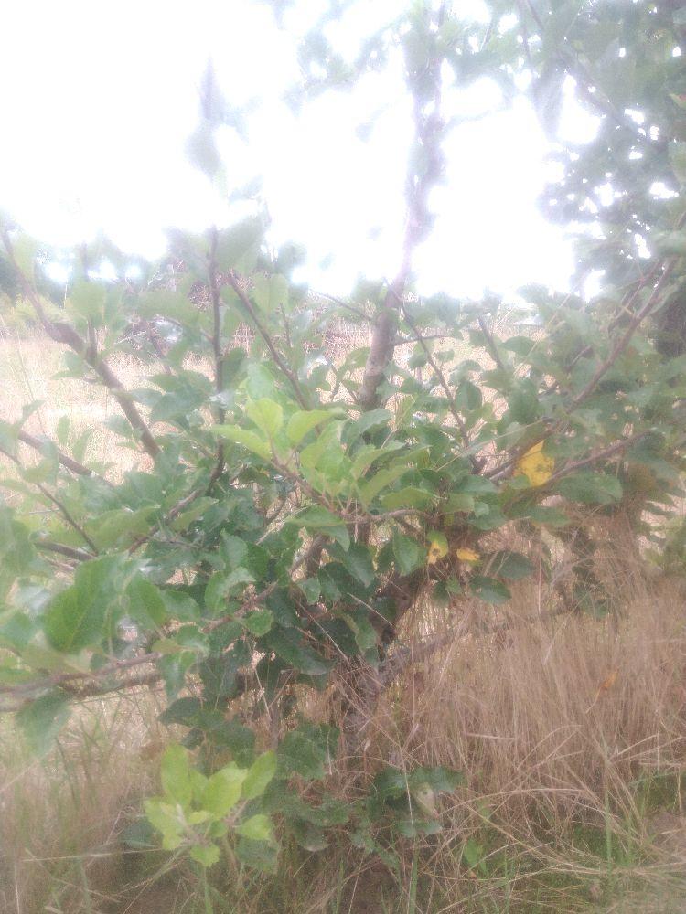 Pommier - Melrose - Palmette A La Diable - Force 1 - Autre