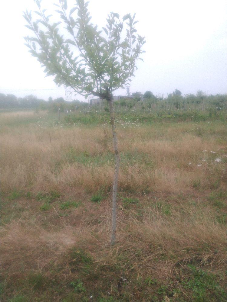 Pommier - Melrose - Tige Demi - Force 1 - Autre