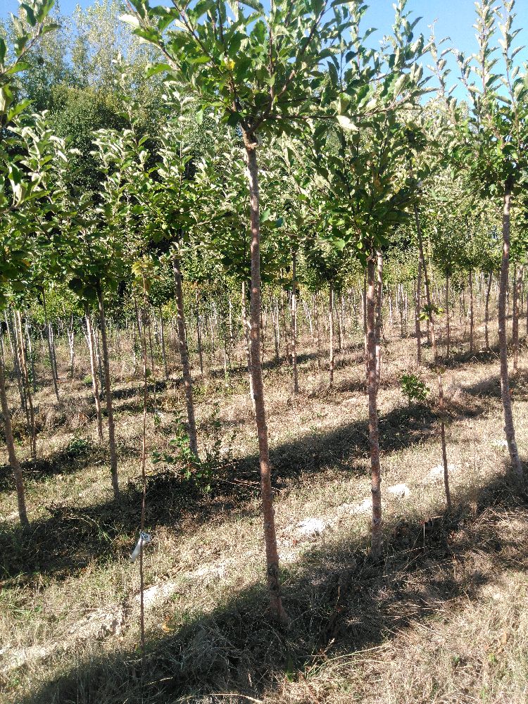 Pommier - Melrose - Tige Haute - Force 1 - Cicatrice
