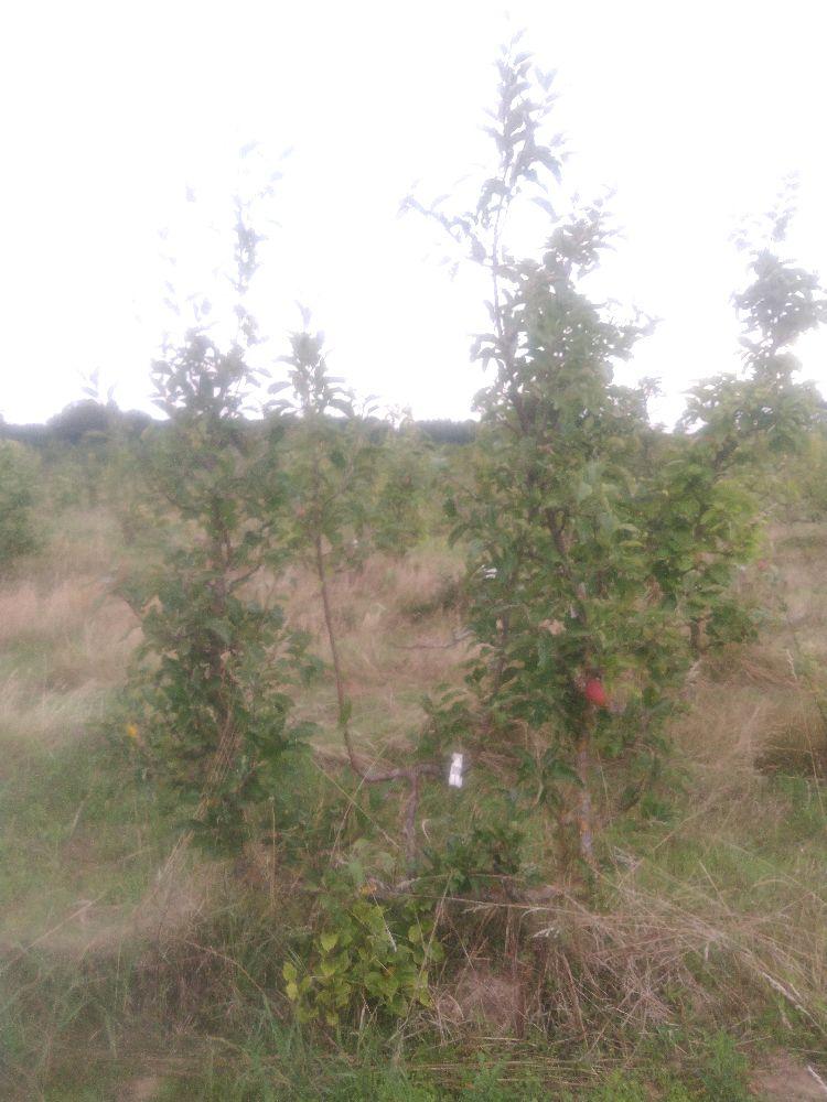 Pommier - Melrose - Verrier 4 Bras - Force 4 - Autre