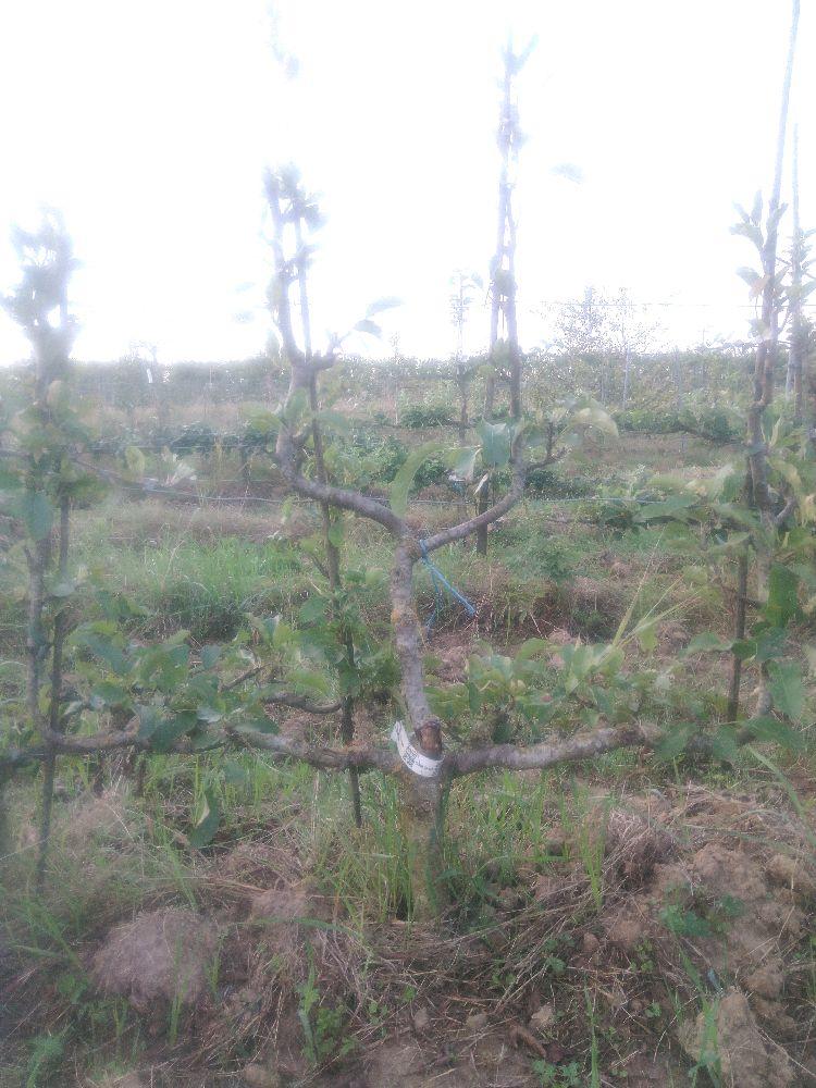 Pommier - Melrose - Verrier 4 Bras - Force 2 - Autre