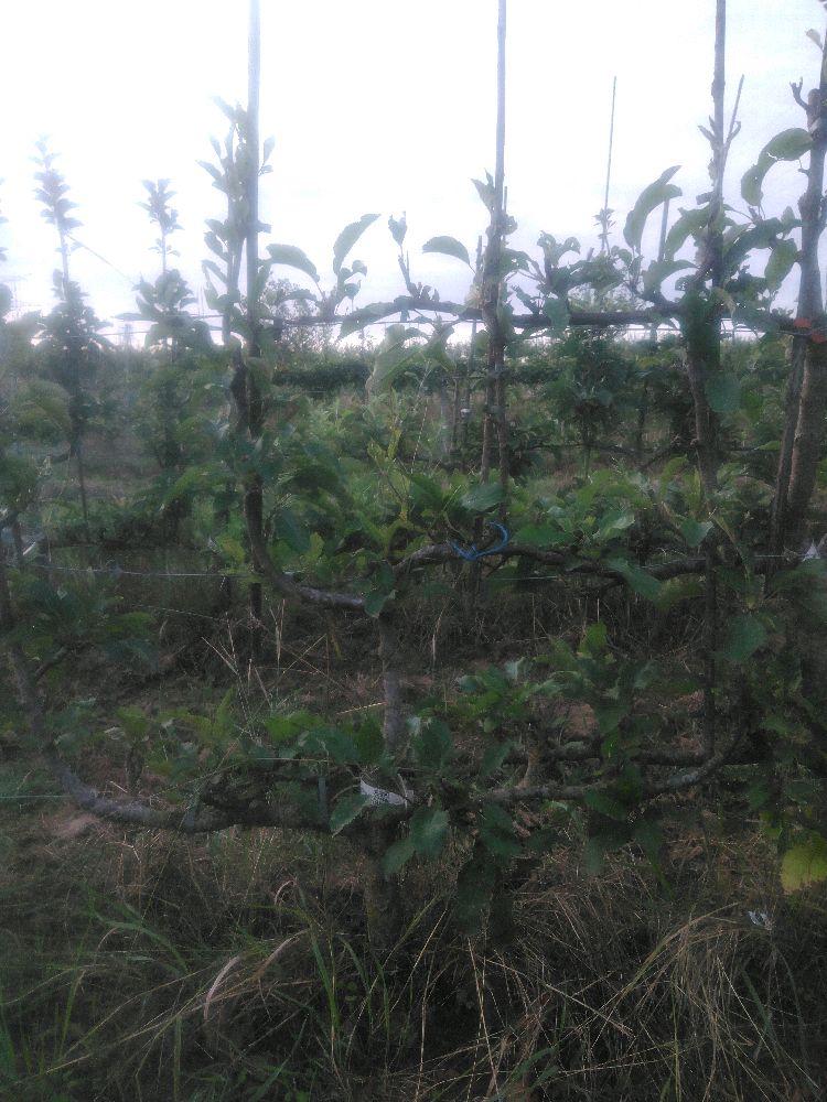 Pommier - Melrose - Verrier 4 Bras - Force 1 - Autre