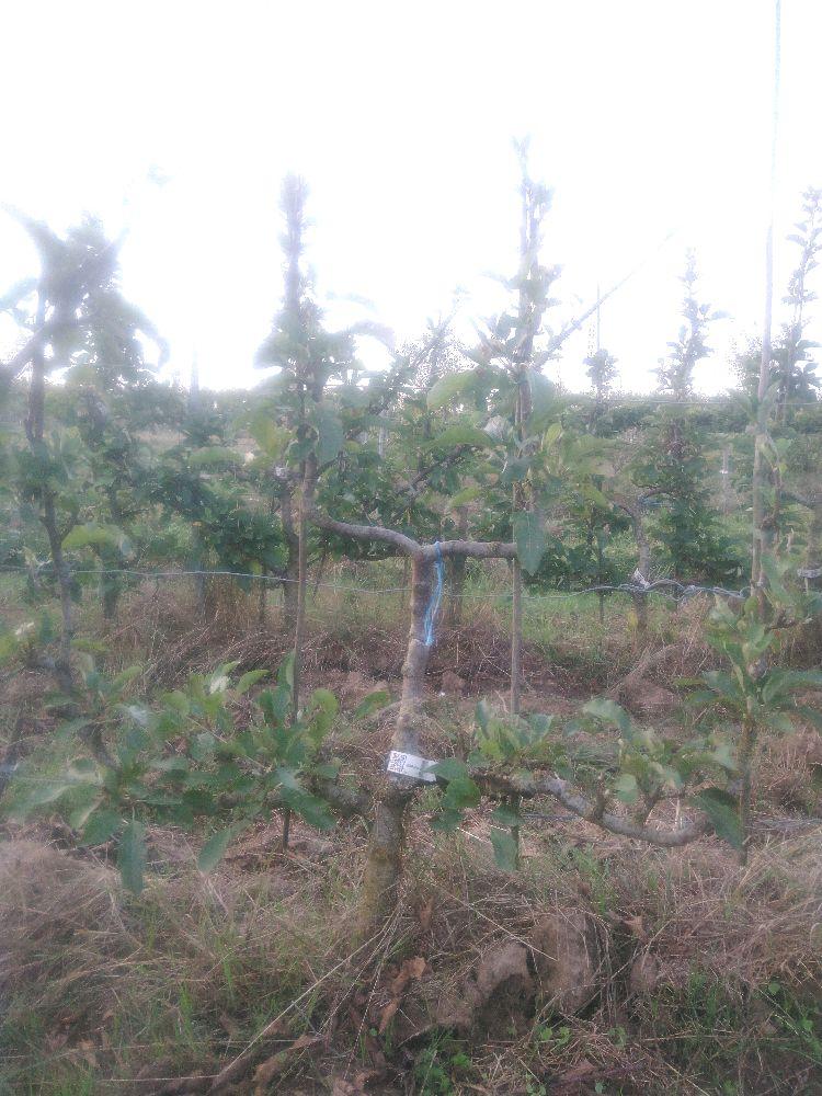 Pommier - Melrose - Verrier 4 Bras - Force 2 - Autre