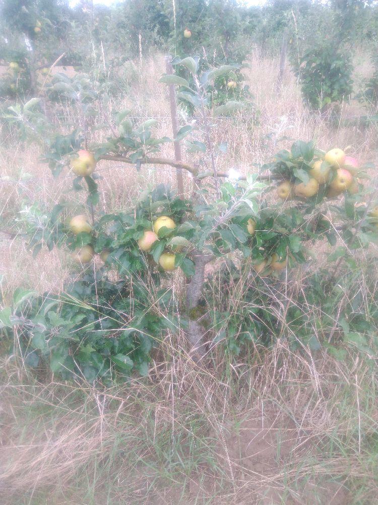Pommier - Pépin Gris de Parker - Cordon 3 Etages - Force 2 - Autre