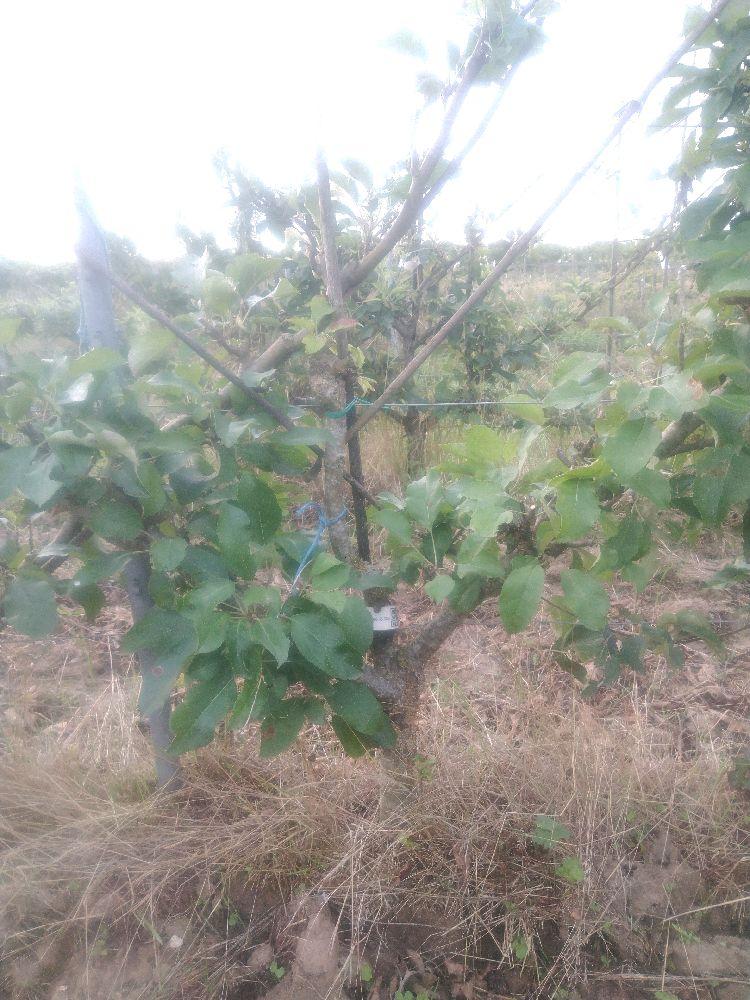 Pommier - Pépin Gris de Parker - Palmette Oblique 2 Etages - Force 2 - Autre