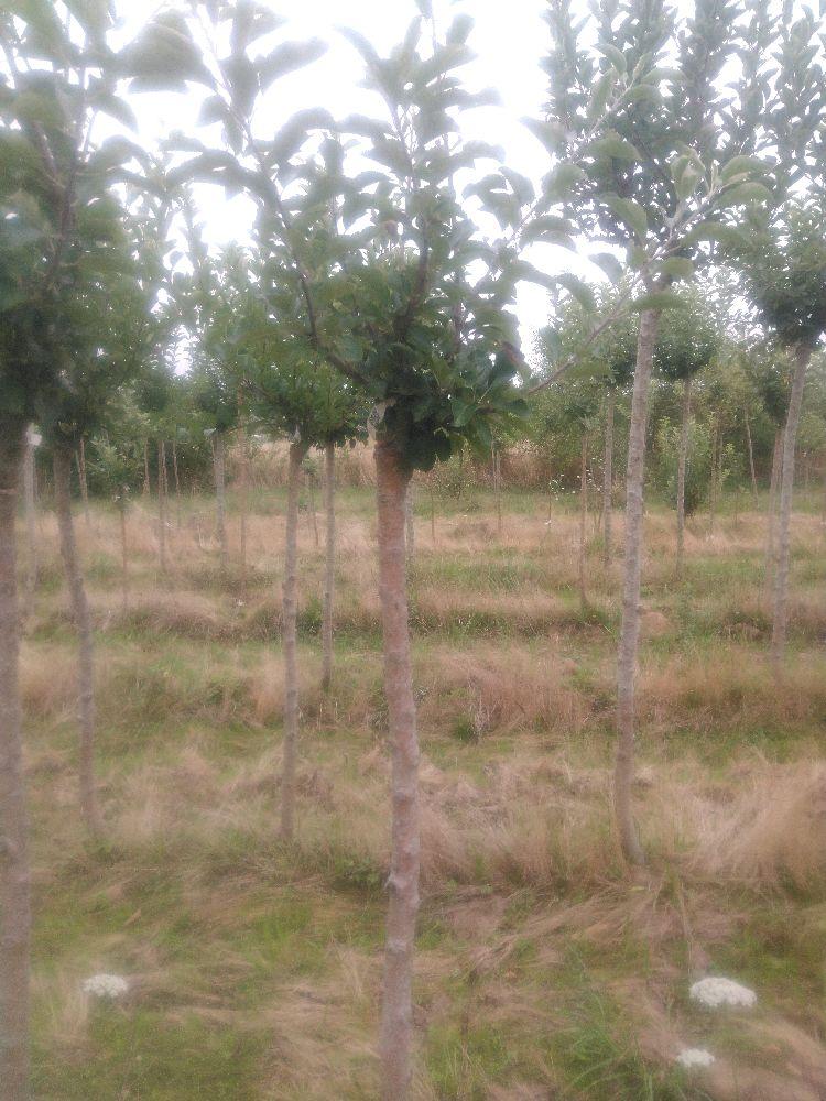 Pommier - Pépin Gris de Parker - Tige Demi - Force 1 - Cicatrice