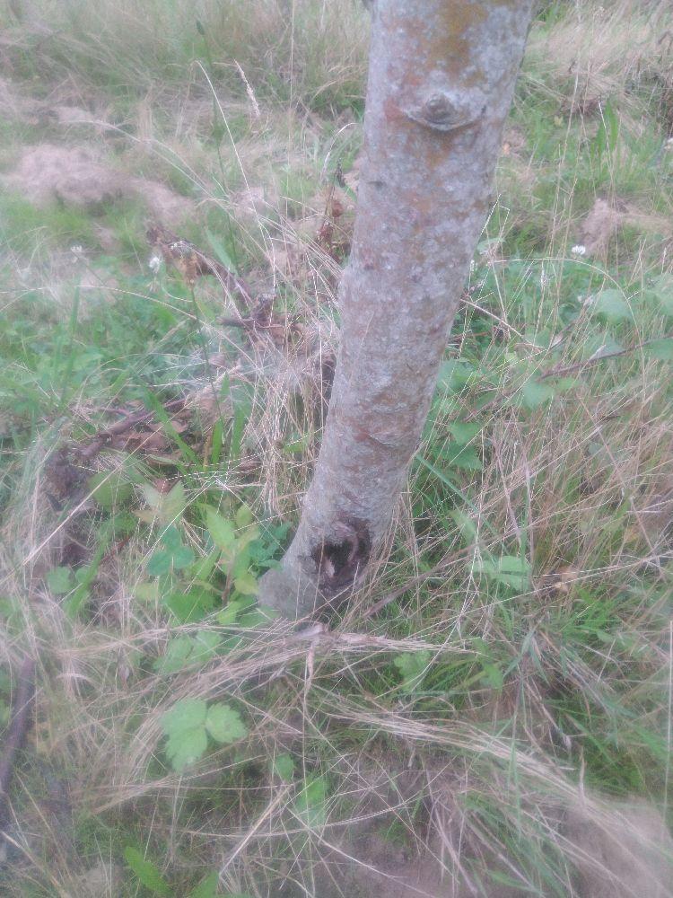 Pommier - Pépin Gris de Parker - Tige Demi - Force 1 - Cicatrice