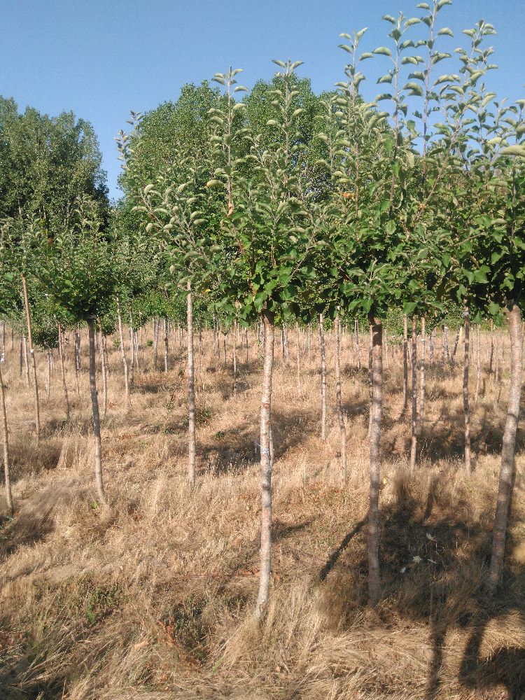Pommier - Pépin Gris de Parker - Tige Demi - Force 1 - Autre