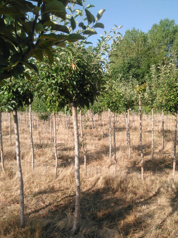 Pommier - Pépin Gris de Parker - Tige Demi - Force 4 - Penché