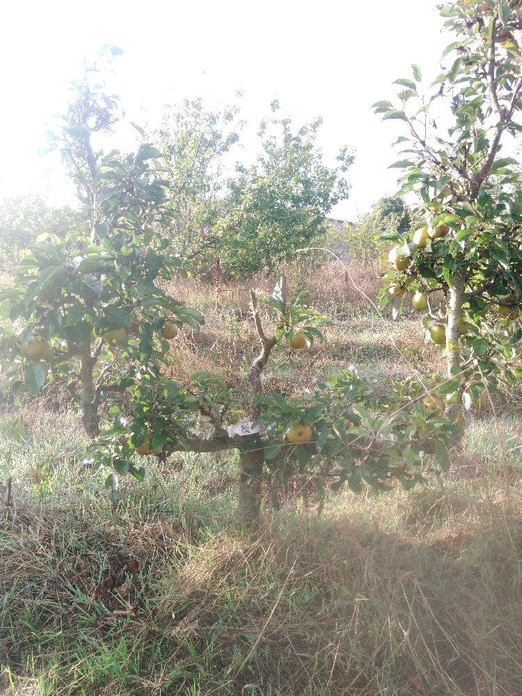 Pommier - Pépin Gris de Parker - Verrier 4 Bras - Force 2 - Tête déséquilibrée