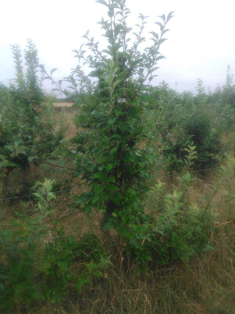 Pommier - Querina - Cordon 3 Etages - Force 2 - Autre