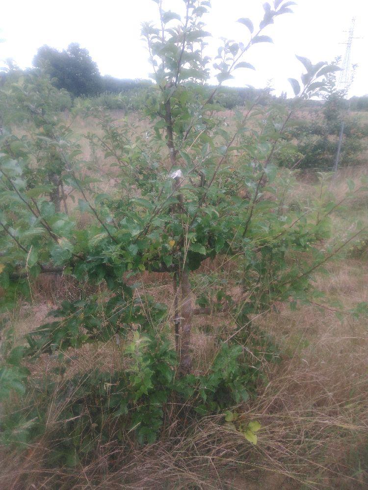 Pommier - Querina - Cordon 3 Etages - Force 3 - Autre