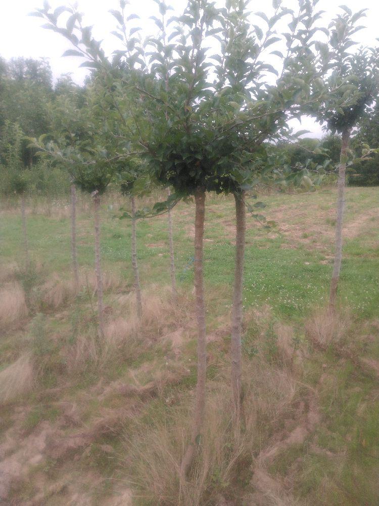 Pommier - Querina - Tige Demi - Force 2 - Autre