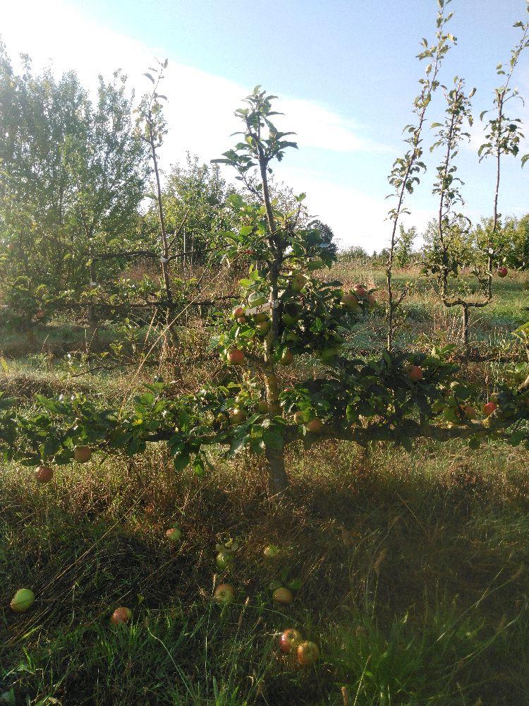 Pommier - Rambour Papeleu - Cordon 2 Etages - Force 3 -