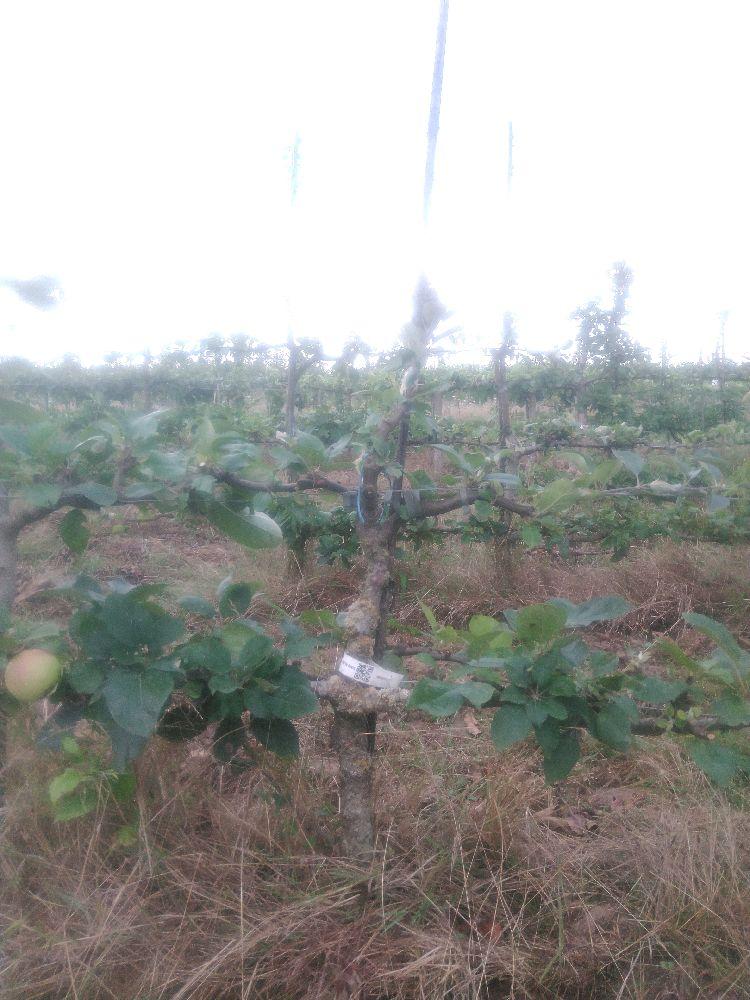 Pommier - Rambour Papeleu - Cordon 2 Etages - Force 1 - Autre