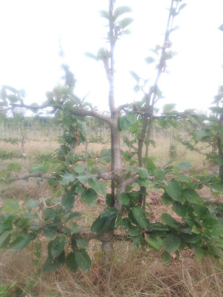 Pommier - Rambour Papeleu - Cordon 3 Etages - Force 2 - Autre