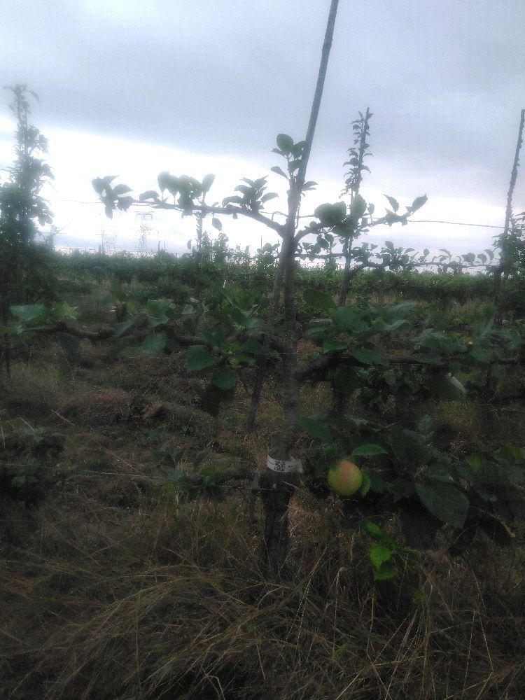 Pommier - Rambour Papeleu - Cordon 3 Etages - Force 2 - Autre