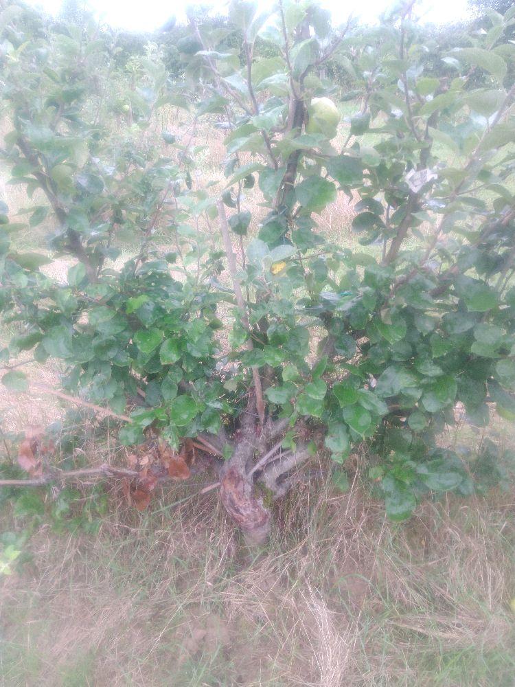 Pommier - Rambour Papeleu - Palmette A La Diable - Force 5 - Cicatrice