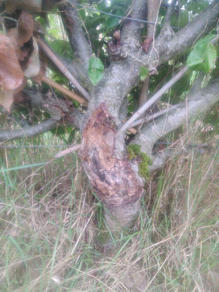 Pommier - Rambour Papeleu - Palmette A La Diable - Force 5 - Cicatrice