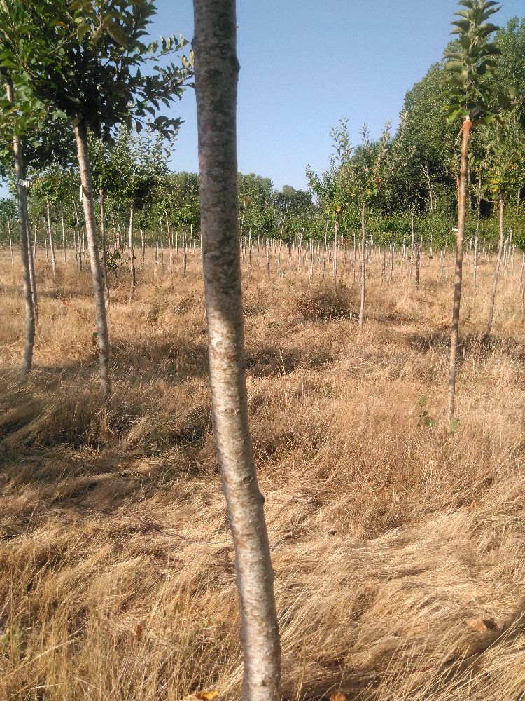 Pommier - Rambour Papeleu - Tige Demi - Force 3 - Autre