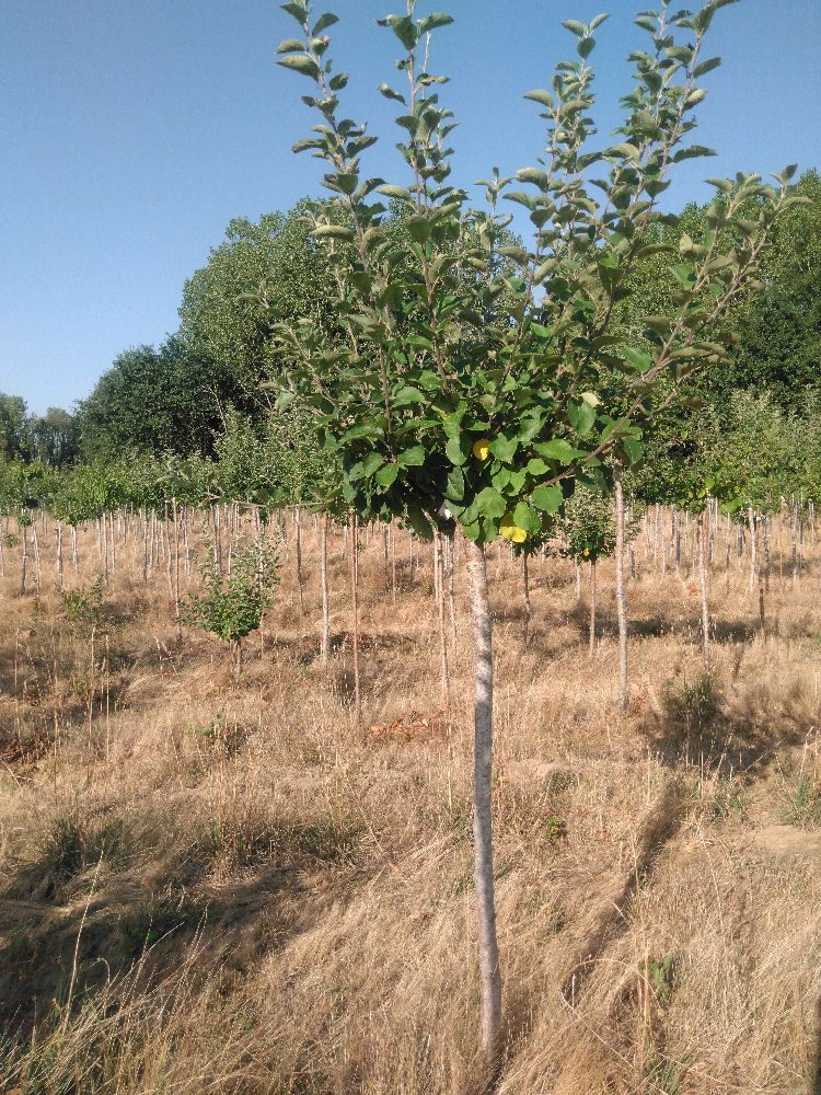 Pommier - Rambour Papeleu - Tige Demi - Force 2 - Penché