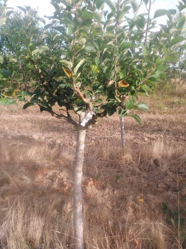 Pommier - Rambour Papeleu - Tige Quart - Force 3 - Penché