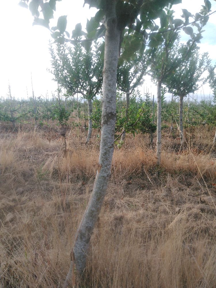 Pommier - Rambour Papeleu - Tige Quart - Force 2 - Penché